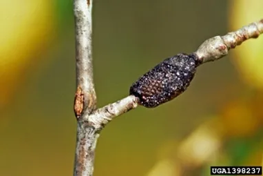 Forest tent caterpillar egg mass by Steven Katovich, Bugwood.org