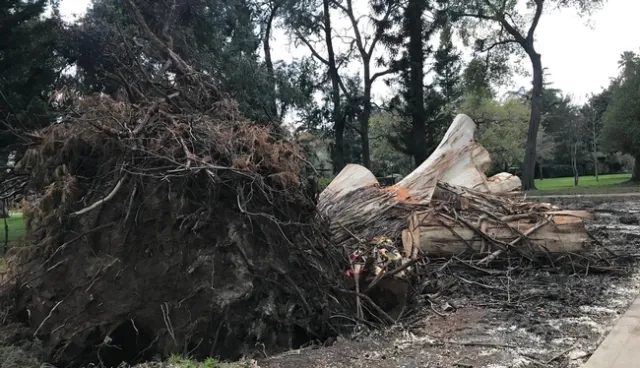 Eucalyptus. photos by Karen Metz