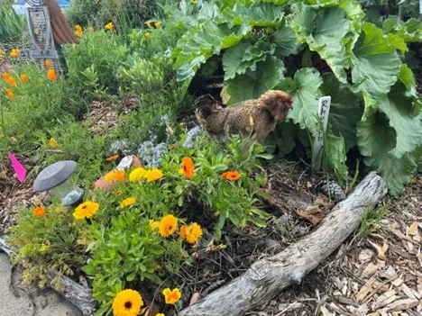Hen and flowers. photos by Tina Saravia