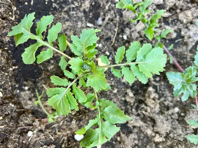 Photo by Ardis Neilsen