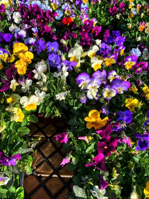 Photo by Deborah Light-Pacheco