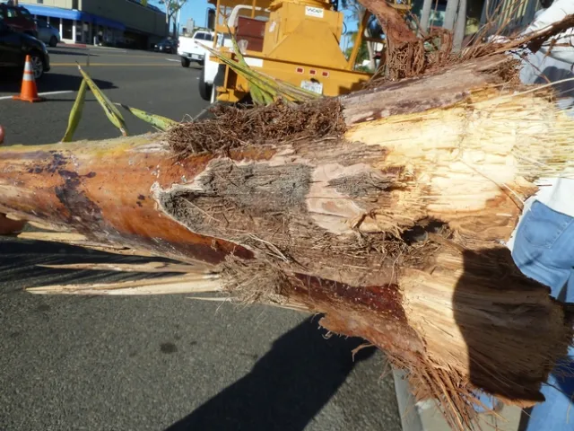 cría de gorgojos y los capullos en hoja de palmera