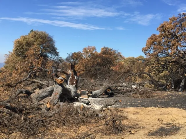 A tree burned from the inside out, then toppled at Hopland Research & Extension Center.