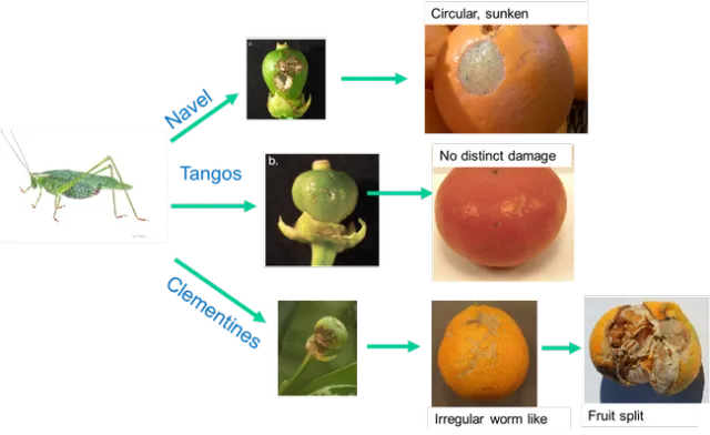 Pictorial summary of katydid damage