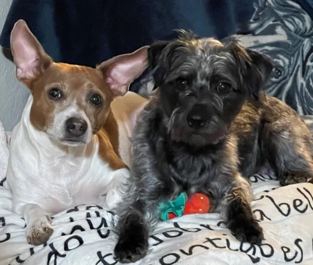 Two dogs, one white and tan with pointy ears, the other black with curly hair.