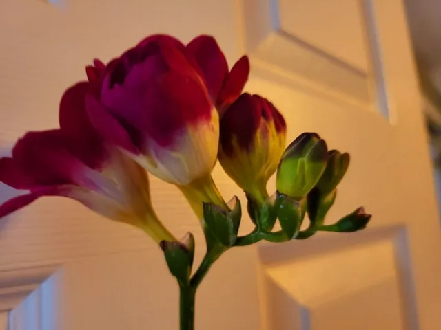 Maroon Freesia - P. Pashby