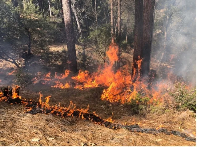 A view of ‘good fire' during Nelson's prescribed burn. Photo credit: Drew Nelson