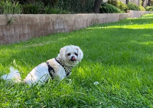 Small dog with curly white hair sits on green grass.