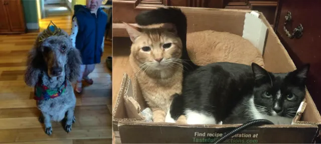 On left, gray standard poodle wearing a crown. On right, two cats lay in a cardboard box, the black cat's tail hovers over the orange cat's head.