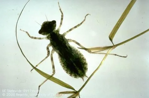 The Dragonfly nymph is an effective mosquito predator. Jack Kelly Clark, UC IPM Program
