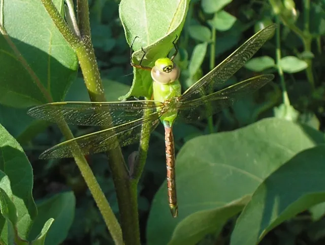 Green Darner Dragonfly pauses on eggplant. Laura Lukes