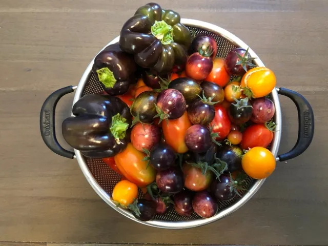 tomato harvest 2022 - Alex Russell