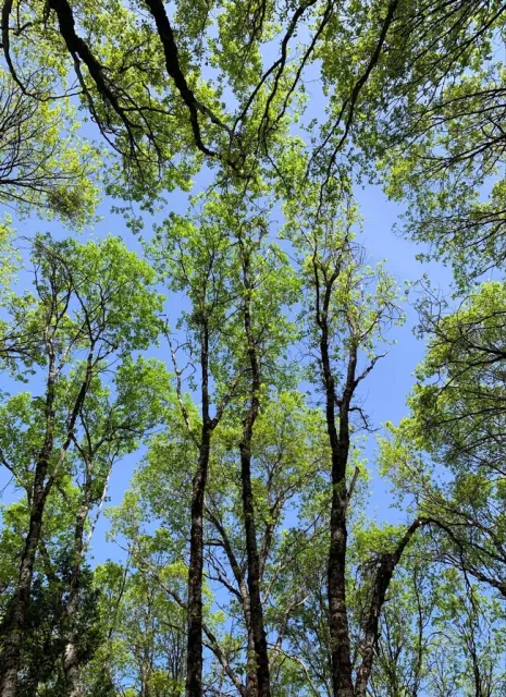 View of Lone Bobcat Woods, Forest Stewardship Placer-Nevada County field day. Photo credit: Kim Ingram.