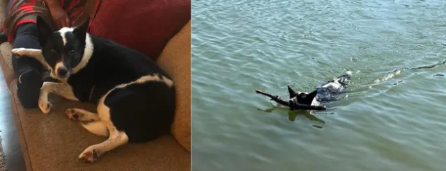 On left, a black and white dog lays on a sofa with her right paw draped over someone's leg. On right, the same dog swims while carrying a large stick in her mouth.