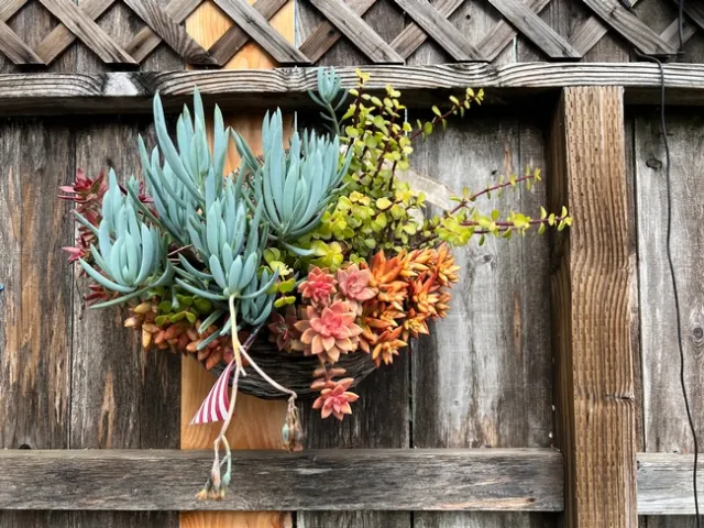 Blue, light green, orange, and yellow succulents of various shapes and sizes in a basket hanging on a fence.