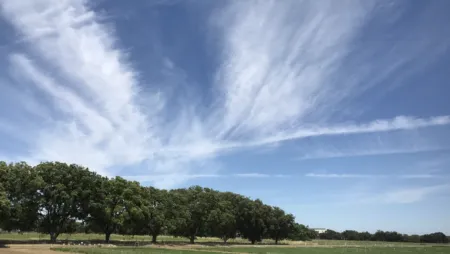 Orchard under a blue sky
