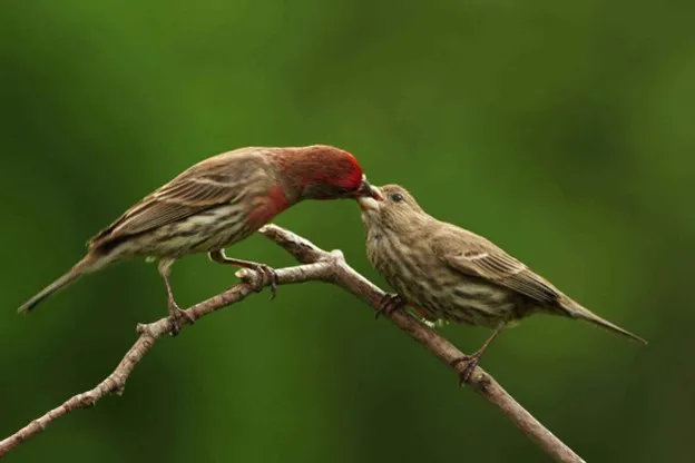 House finches