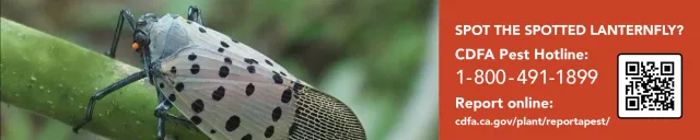 cdfa spotted lanternfly