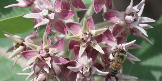 Milkweed flower with a bee