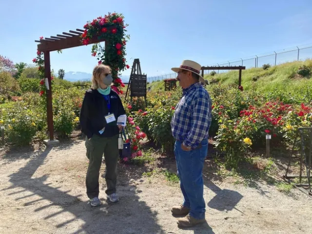 Two people stand in a garden surrounded by rose bushes.