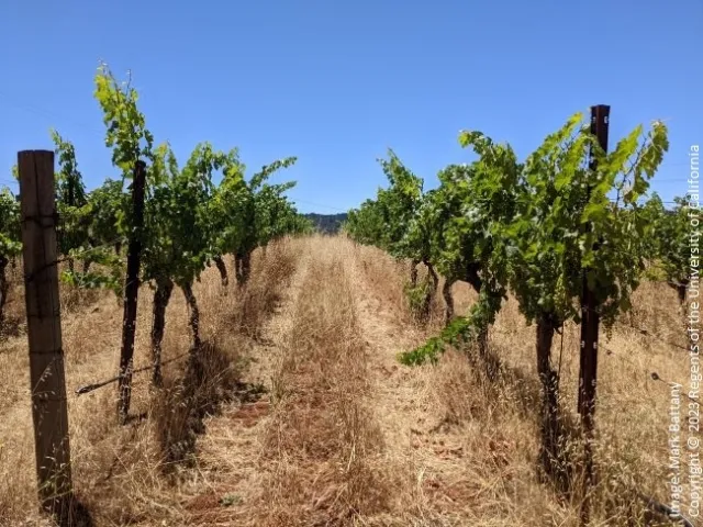 Figure 2. Heavy residues of oats cover crop.