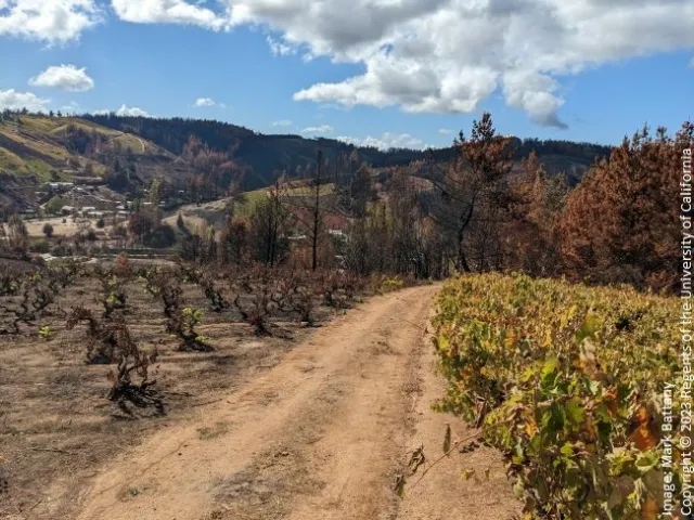 Figure 3. Different fuel levels affect vineyard burning.