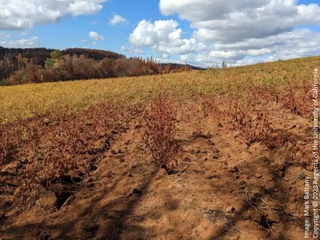 Figure 4. Radiant heat damage from burning trees