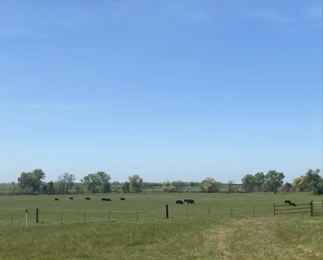 Cows grazing on rangeland near Lincoln, CA