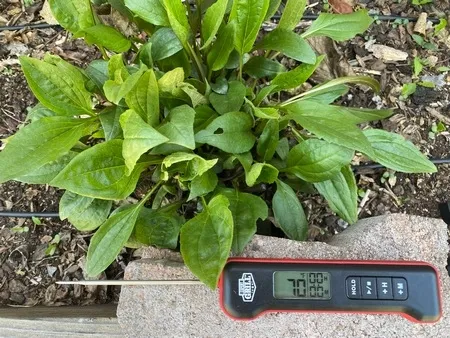 pepper plant landscape450