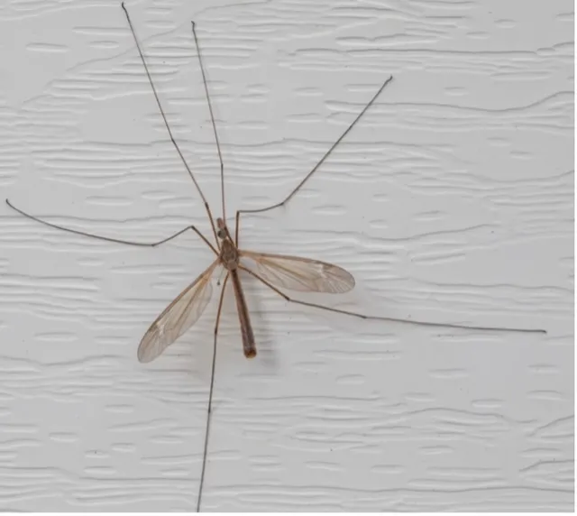 An adult crane fly.