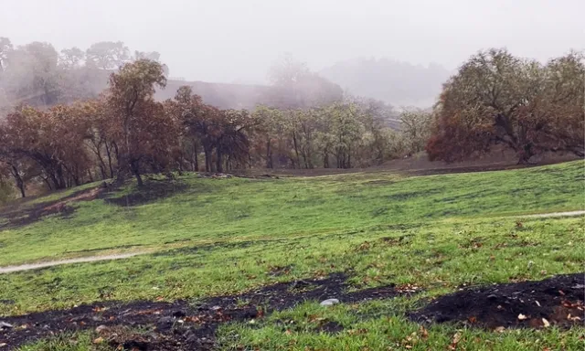 Burn regrowth at the Hopland Research and Extension Center, December 2018. Researchers did not detect lead, mercury, arsenic, molybdenum, cadmium, beryllium, cobalt or nickel above reporting limits in any meat or wool samples.