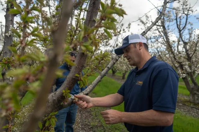 Scientist examines a cherry tree for disease