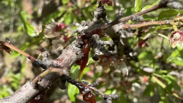 Almond tree showing signs of 