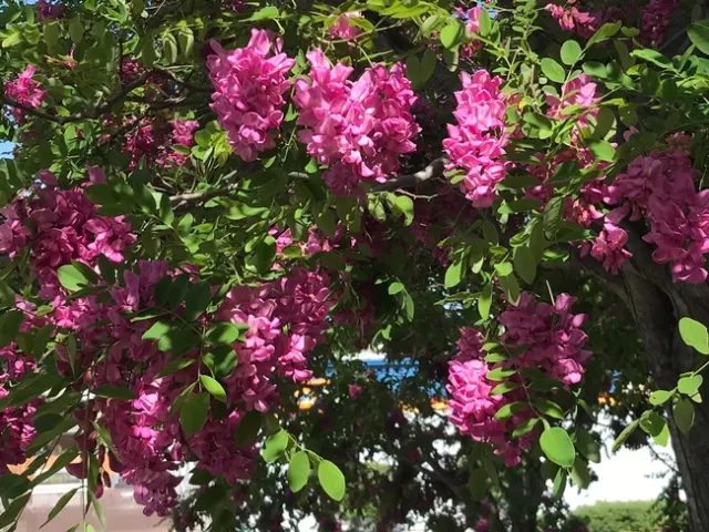 Blacklocust close up.