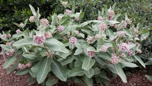Patch of showy milkweed. Jeanette Alosi
