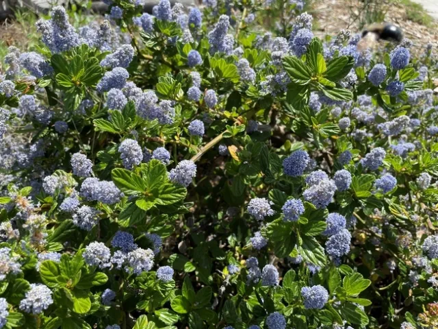 Ceanothus Cafe. photos by Brenda Altman