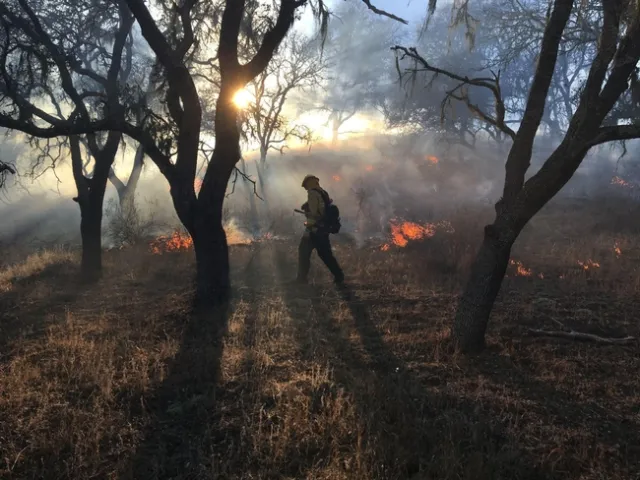 Smoke from a prescribed fire filters through silhouettes of trees
