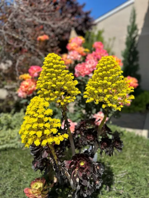 Aeonium 1 (photos by Jeanine McAnaney)