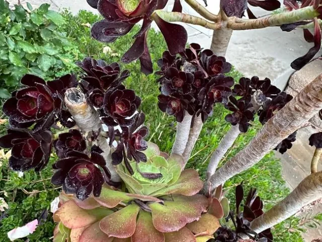 aeonium 2