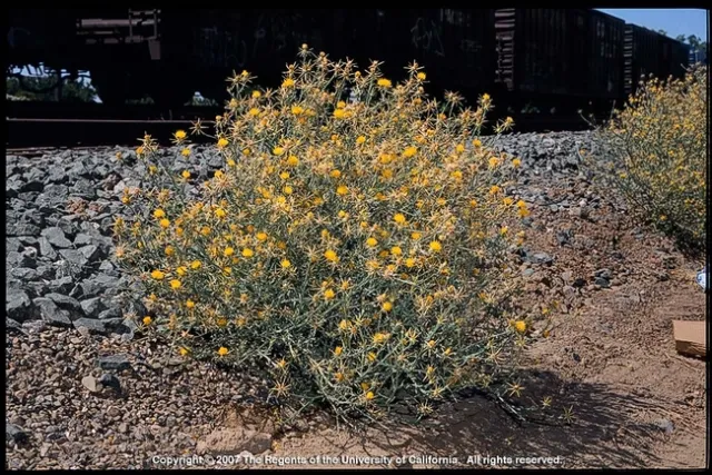 Yellow starthistle. Joseph DiTomaso, UC IPM