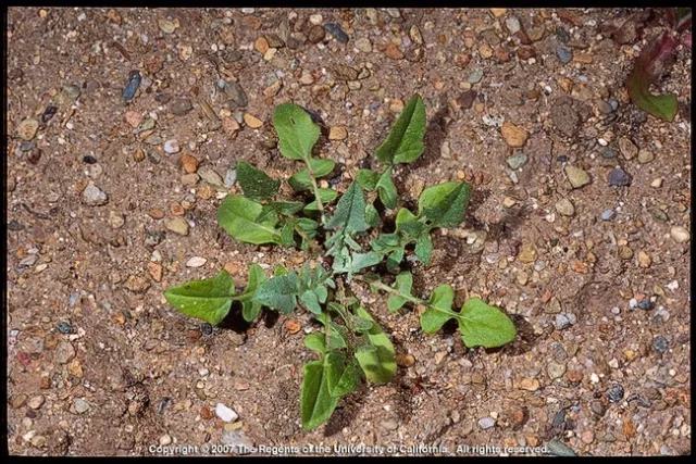 Yellow starthistle seedling. Joseph DiTomaso, UC IMP