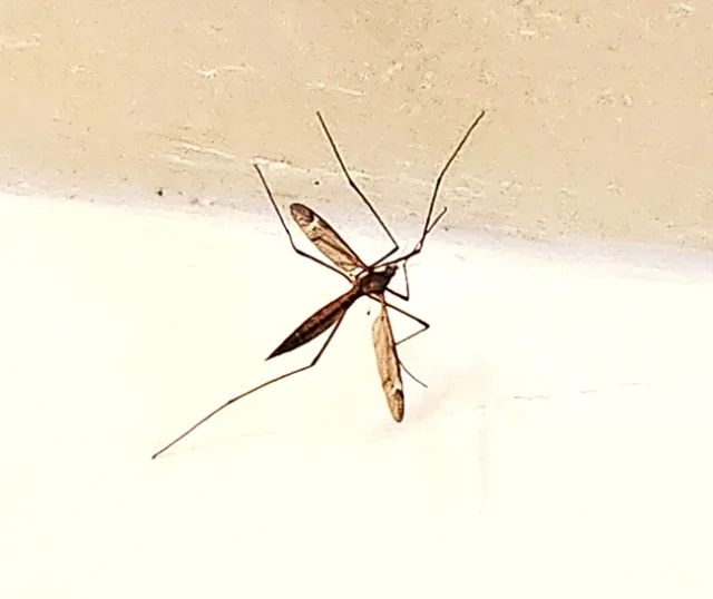 Crane Fly - photo by Al Alvarado