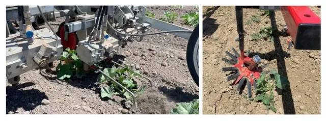 Figure 1. Robovator (left) and finger weeder (right) at WSREC and Dos Palos, CA, 2022.