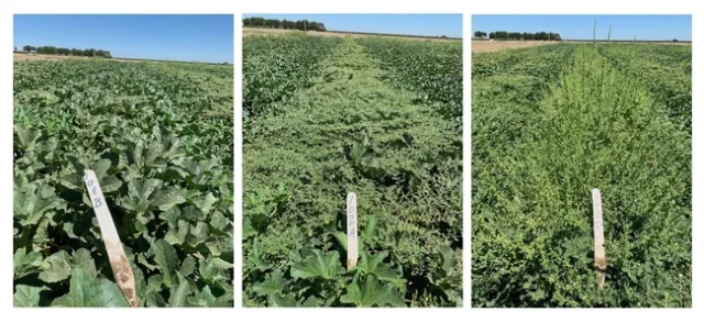 Figure 2. Sandea treatments provided the best weed control. Left: Prefar + finger weeder + Sandea. Center: Prefar + no cultivation. Right: Untreated control.
