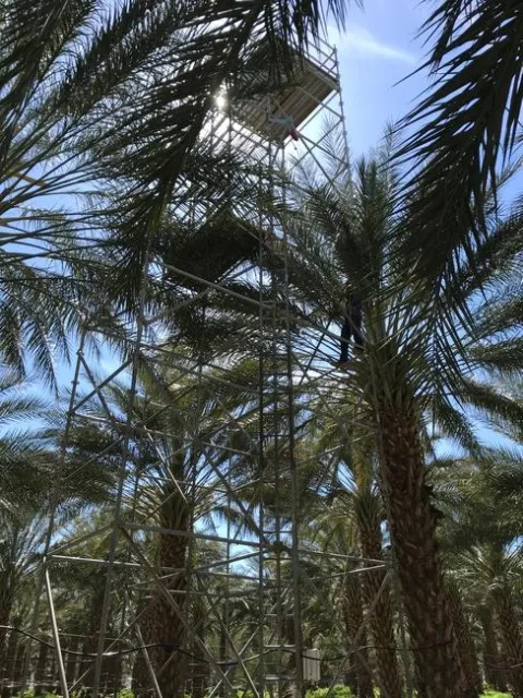 A tall tower that overlooks a field of date palms. Researchers use the tower to assess the top of date palms when running experiments.