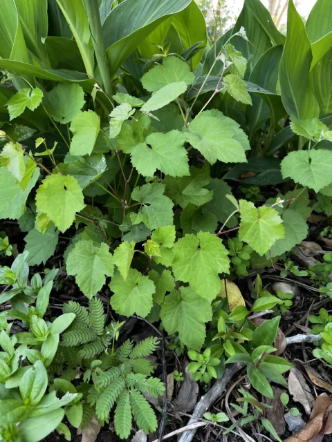 Popping up in a different section.