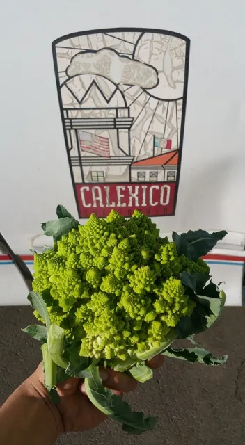 Romanesco broccoli