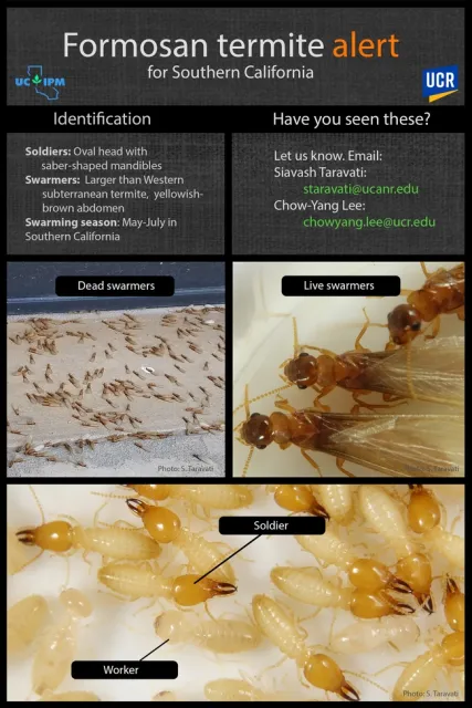A poster showing Formosan termite swarmers, soldiers, and workers.