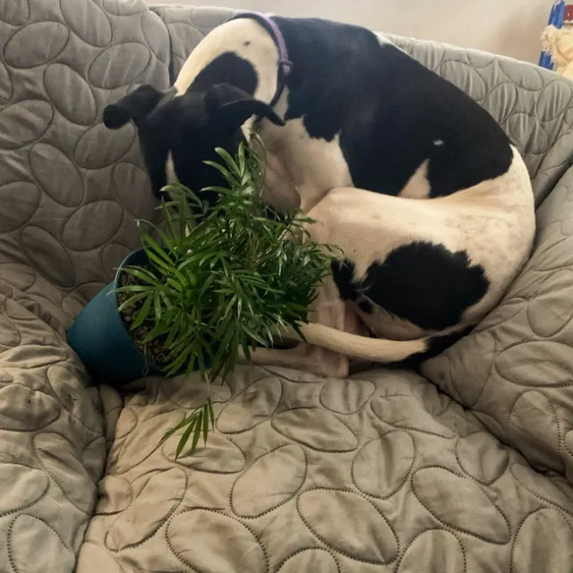 Photo by Deborah Light-Pacheco