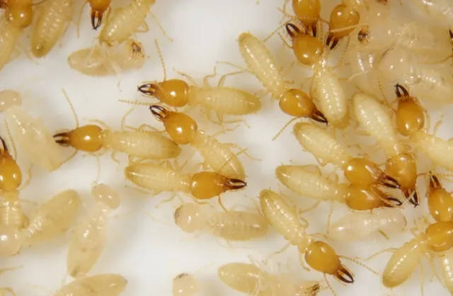 Formosan subterranean termite workers and soldiers